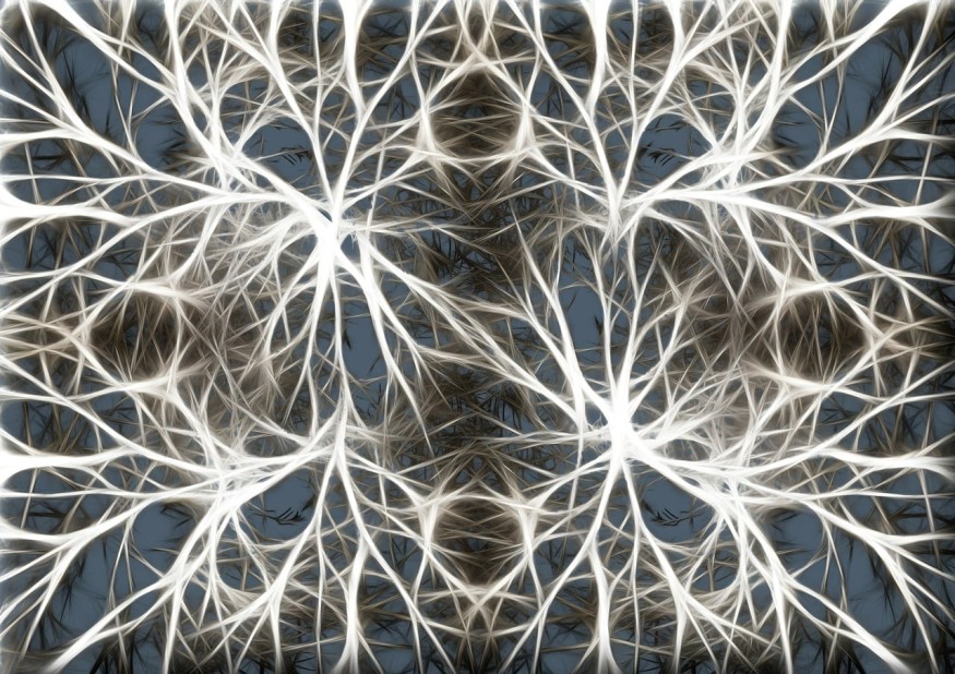 Brain