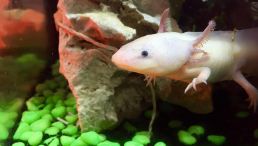 Axolotl