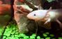 Axolotl