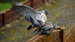 Pigeon
