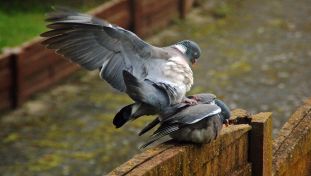 Pigeon