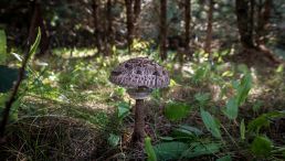 Fungi