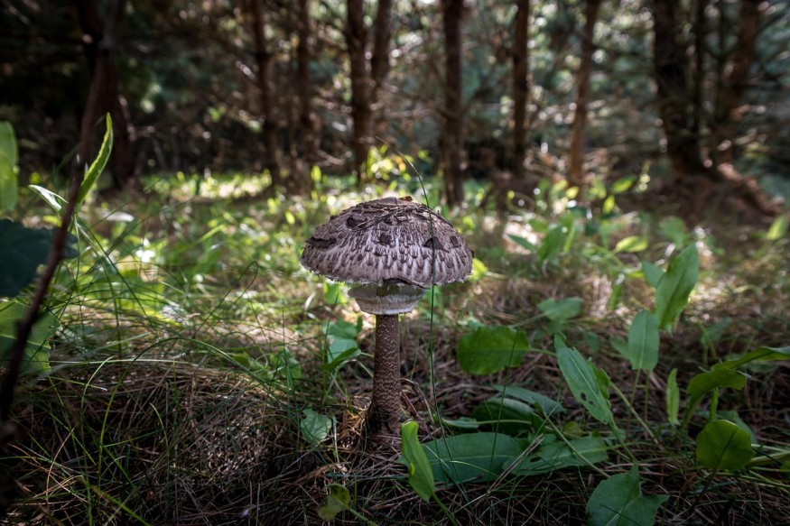 Fungi
