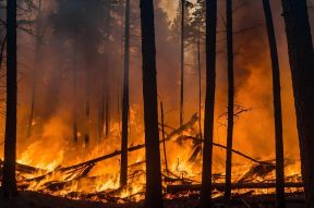 Wildfire