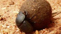 Dung Beetle