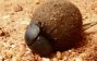 Dung Beetle