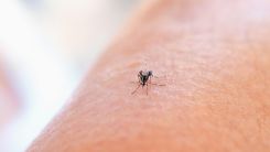 West Nile Is Back in Texas