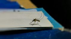 Texas Confirms First West Nile Neuroinvasive Case of 2026
