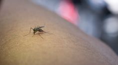 Dengue Resurgence Intensifies Across Florida and Gulf Coast as Cases