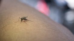 Dengue Resurgence Intensifies Across Florida and Gulf Coast as Cases