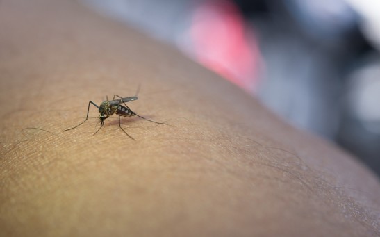 Dengue Resurgence Intensifies Across Florida and Gulf Coast as Cases