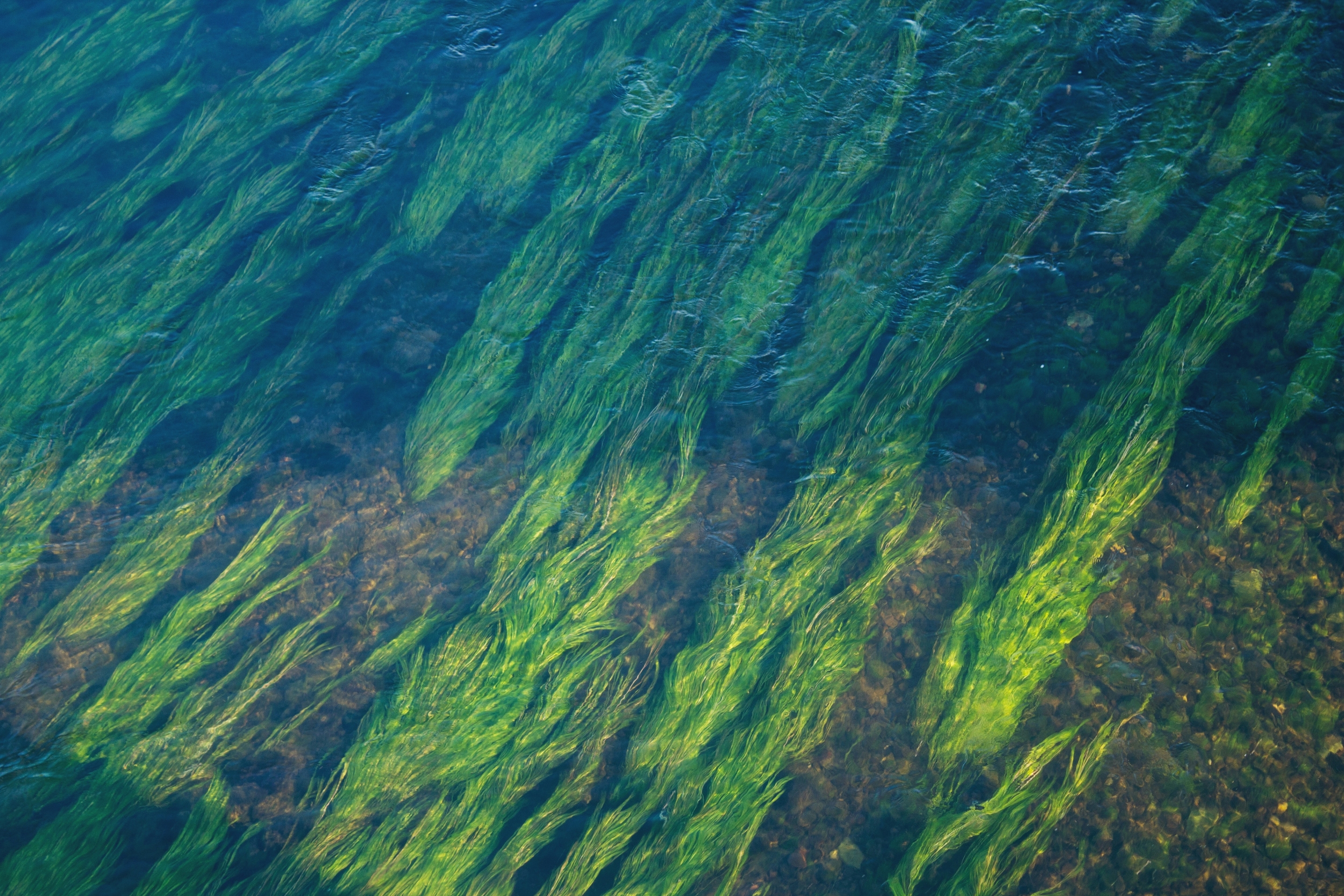 How Early Plants Evolved From Sea to Land and Transformed Earth's Ecosystem