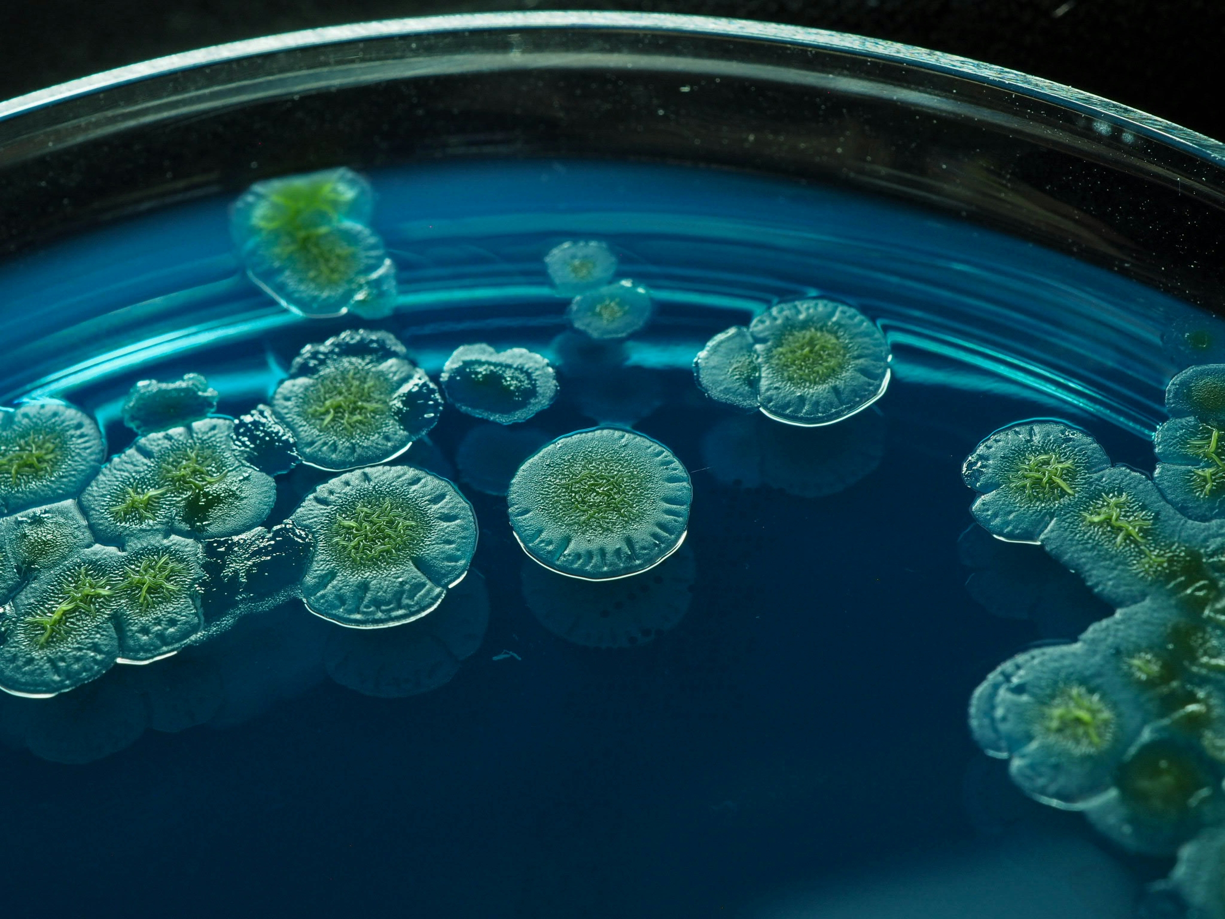 Bacteria
