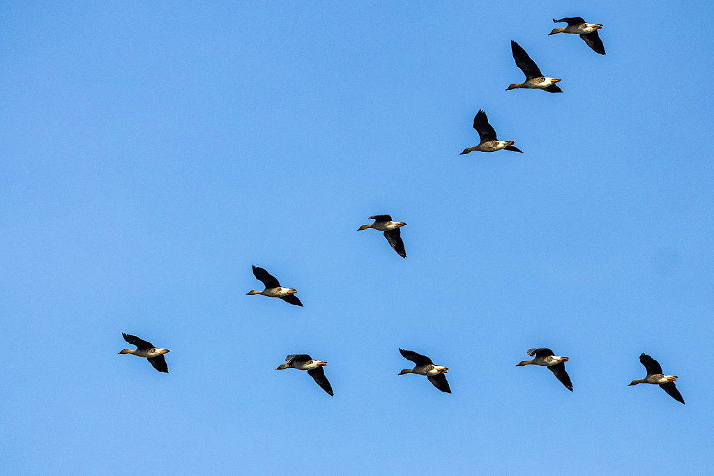 Migration Mysteries and the Cues That Lead Animals Across the Planet