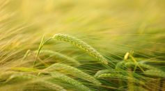 Agriculture