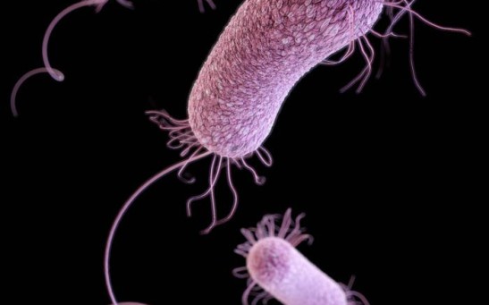 A 3D rendering of Pseudomonas aeruginosa bacteria