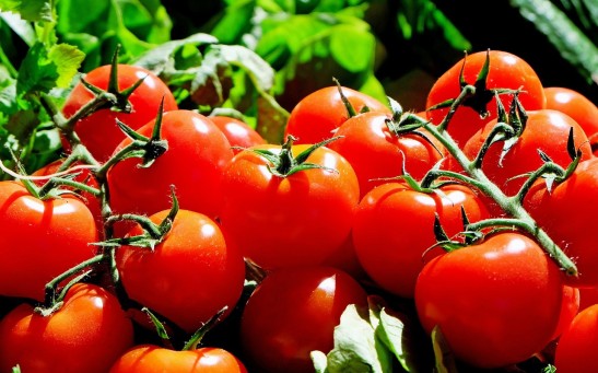 One of the fruits that the researchers were able to harvest from lunar and Martian soil was tomatoes.