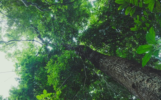 Evolutionary Diversity in Trees Ensure a Forest's Productivity