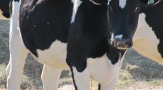 Gene Modification is Key