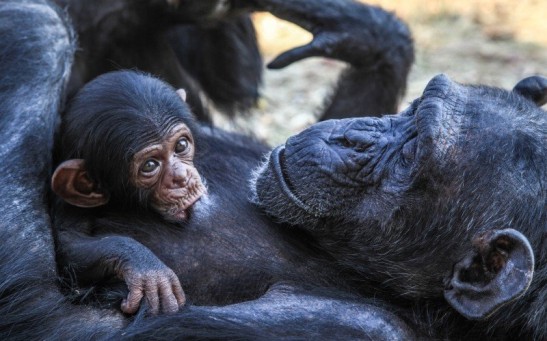 Language Exists in Animals as Well