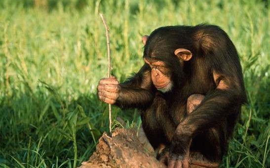 Humans and Chimps Both Share Tools and Skills to Others, We Are More Similar