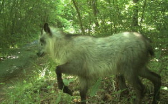 The Japanese Serow
