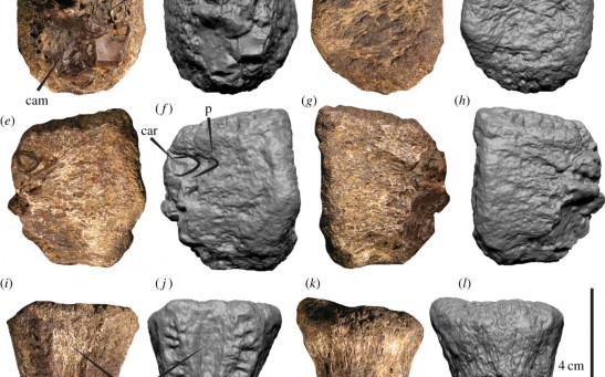Vertebra Fossil Found in Winton