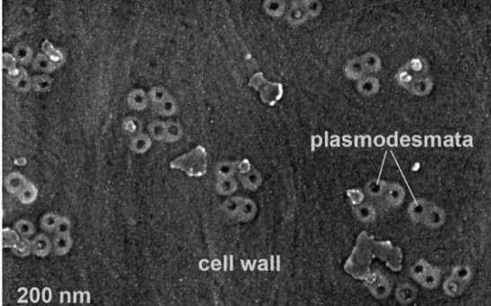 Scientists Discover the Importance of Plasmodesmata in the Formation of Roots in Times of Drought