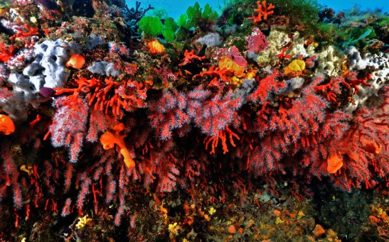 These are red corals in the Mediterranean Sea.