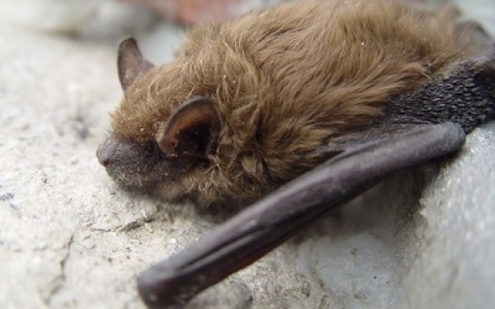 The animal infected by the disease, White-Nose Syndrome is a bat species also called cave myotis or Myotis velifer which was discovered in the state’s central part on February 23