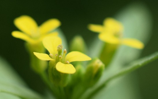 The scientists used a small flowering plant called, Arabidopsis thaliana, specifically in mustards