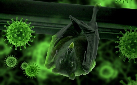 Scientists say More Viruses Are Coming: Massive deforestation Allows Infectious Diseases to Emerge at a Faster Pace