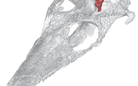 Pelagosaurus skull