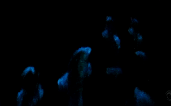 Bioluminescence at California Coast