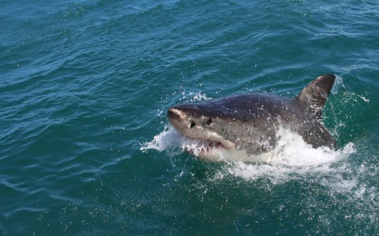 shark attack in Santa Cruz