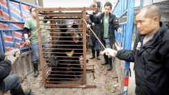 Moon Bear Bile for Traditional Medicine - Campaigners Fight for Their Freedom