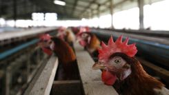 Bird Flu Increases The Threat To Chicken Farmers Livelihoods