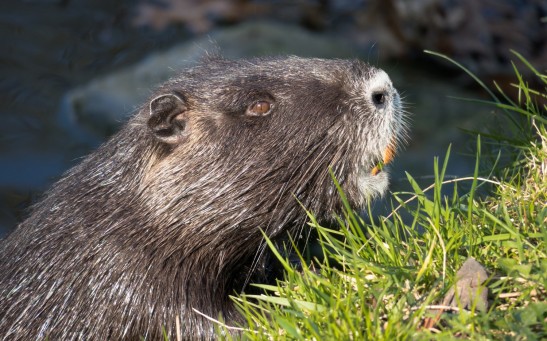 15 Families of Beavers Given Legal 'Right to Remain' on the River Otter in East Devon