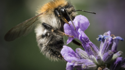 How Do Bees Drink Nectar Exactly?