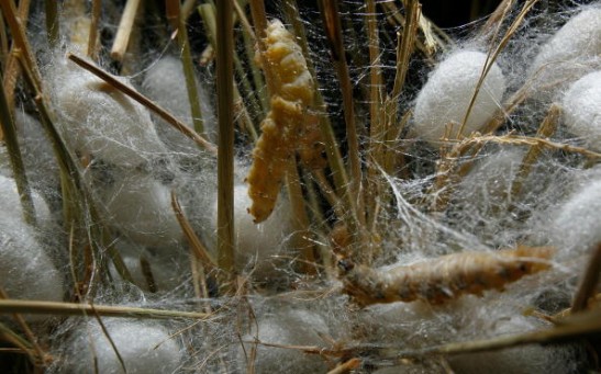 Farmers Produce Silk In China