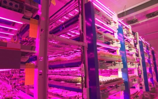 Dubai's Green Revolution Starts at Its Vertical Farms in the Middle of the Desert