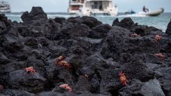 31 New Marine Species Discovered in the Galapagos Archipelago