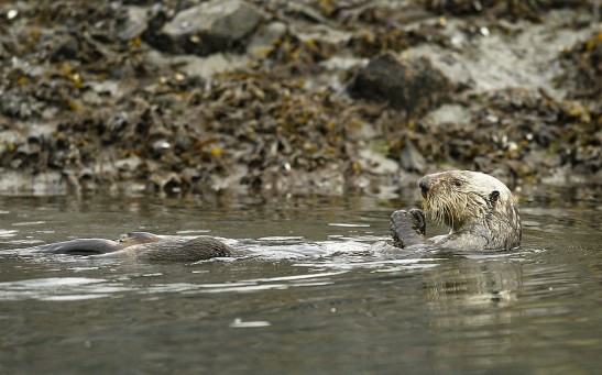 Science Times - Reintroducing Sea Otters in British Columbia Upset the Balance in the Ecosystem