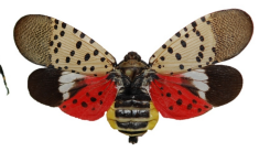 Lanternfly Infestation Threaten West Coast Farms