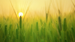 Cellulosic Biofuels and Cleaning Up Carbon Pollution Can Mitigate Climate Change