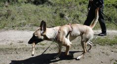 U.S. Customs And Border Patrol Monitor Canadian Border