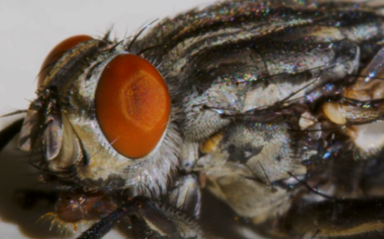 Virtual Reality Fruit Flies