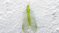 Fossils Reveal Lacewings Mimicking Lichen for Survival
