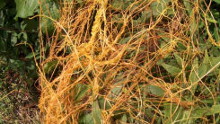 Parasitic Plant Eavesdrop on Host Plants' Flowering Cycle