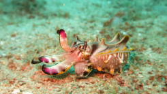 Flamboyant Cuttlefish Behavior Explained